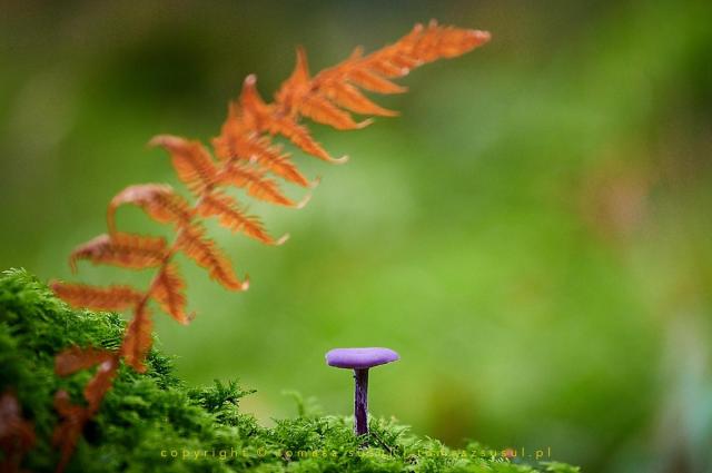 Colour photograph of a small purple mushroom with a flat cap. On the left side of the frame, a single fern leaf in a colour tending towards red can be seen leaning over the mushroom as if someone were holding a baldachin over it. The background is blurred in various shades of green.