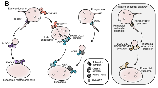 diagram of molecular interaction among organelles in a cell 