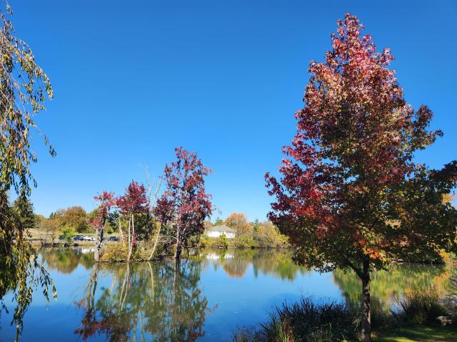 View of a pond with red and yellow colors around it