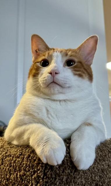 An orange and white cat sitting on the edge of the carpeted box in his cat tree.