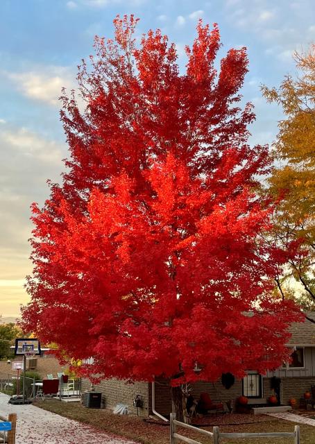 Photo of a maple tree with vivid red leaves.