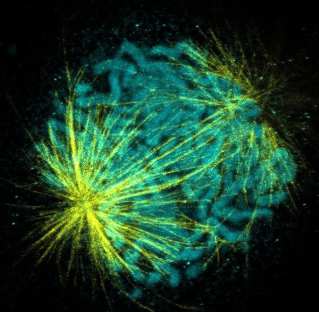 Expanded COS7 during division, superesolved microtubules in yellow, compacted DNA in blue 