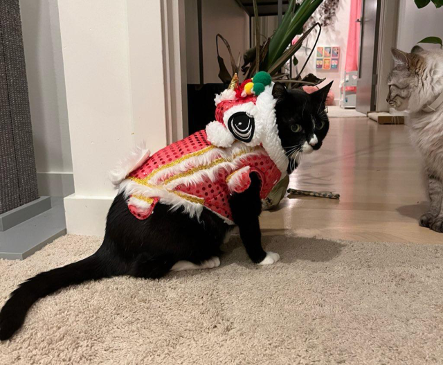 Black and white cat wearing a lion dance costume for Chinese new year. 