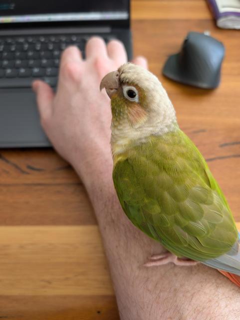 Dorothy, a green parrot with a white head, sitting on my arm which is resting on a laptop.