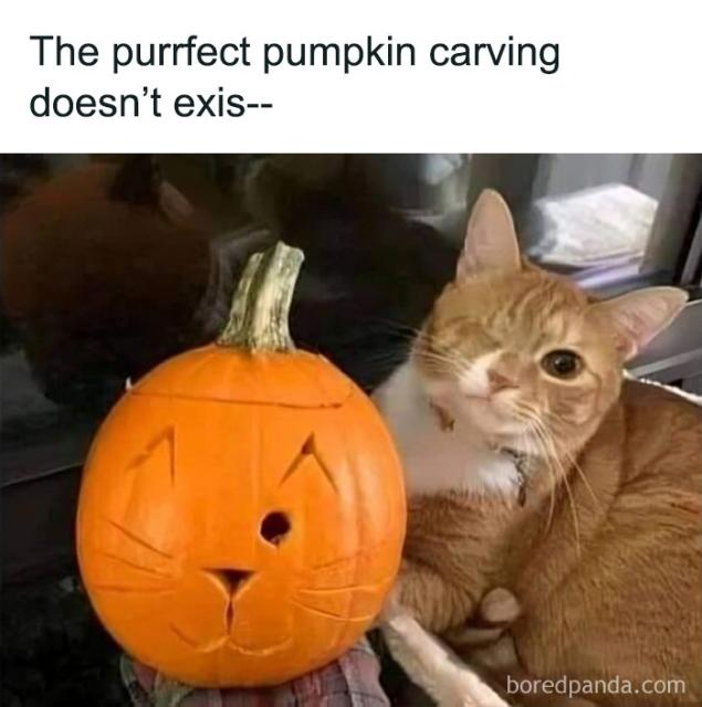 cat and pumpkin