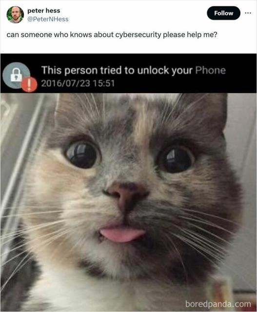 cats and security