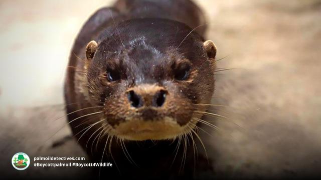 Endangered in #Indonesia #Malaysia #Vietnam the Hairy-nosed Otter is already extinct in #India.Their main threat is #rainforest destruction for #palmoil. Fight #extinction and #Boycottpalmoil #Boycott4Wildlife #COP16  https://palmoildetectives.com/2021/01/21/hairy-nosed-otter-lutra-sumatrana/  @palmoildetect