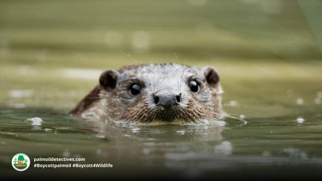 Endangered in #Indonesia #Malaysia #Vietnam the Hairy-nosed Otter is already extinct in #India.Their main threat is #rainforest destruction for #palmoil. Fight #extinction and #Boycottpalmoil #Boycott4Wildlife #COP16  https://palmoildetectives.com/2021/01/21/hairy-nosed-otter-lutra-sumatrana/  @palmoildetect