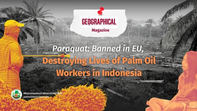 #Paraquat is a dangerous #pesticide 🤢 banned in #EU ⛔️and limited in #USA yet used widely in #Indonesia by #palmoil workers with grave #health impacts on (mainly) women 👩‍👧 and children workers #Boycottpalmoil 🌴🚫Story via @geographicalmag @palmoildetect https://wp.me/pcFhgU-8Bt