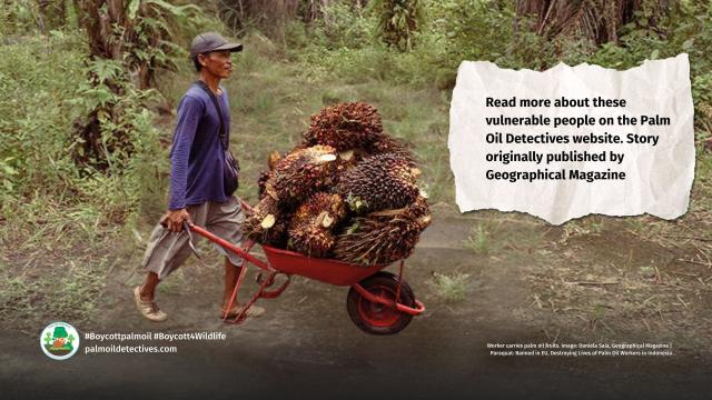 #Paraquat is a dangerous #pesticide 🤢 banned in #EU ⛔️and limited in #USA yet used widely in #Indonesia by #palmoil workers with grave #health impacts on (mainly) women 👩‍👧 and children workers #Boycottpalmoil 🌴🚫Story via @geographicalmag @palmoildetect https://wp.me/pcFhgU-8Bt