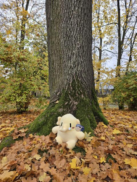 Plasch sits in front of a tree and feels at one with nature.