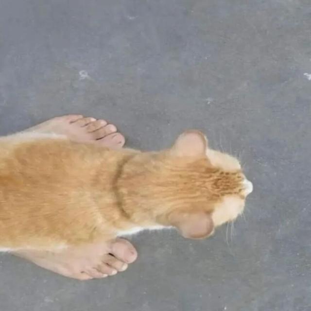 cat and feet