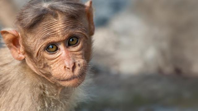 News: #Research in Current Biology finds infant #macaques visiting #palmoil #plantations 3 x more likely to die young from #pesticide poisoning. Agricultural #chemicals harm infant development #Boycottpalmoil #Boycott4Wildlife Fight #Extinction! #COP16 https://wp.me/pcFhgU-7aa