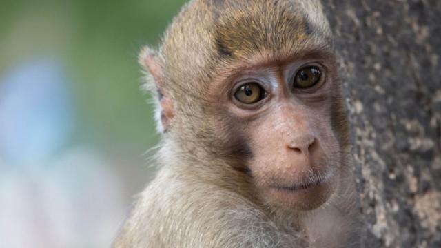 News: #Research in Current Biology finds infant #macaques visiting #palmoil #plantations 3 x more likely to die young from #pesticide poisoning. Agricultural #chemicals harm infant development #Boycottpalmoil #Boycott4Wildlife Fight #Extinction! #COP16 https://wp.me/pcFhgU-7aa