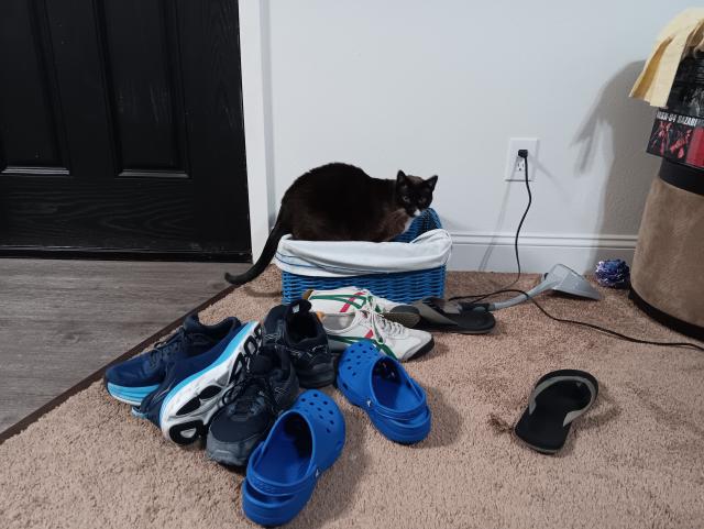 Buster the cat in a shoe basket, the shoes piled in a heap nearby