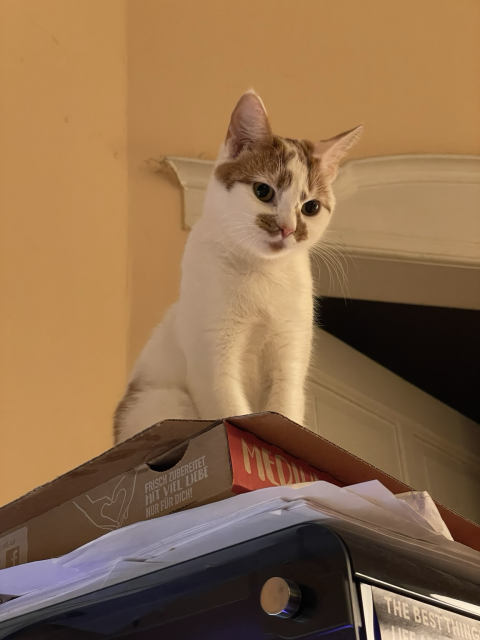 A white cat with orange patches and a pink nose (Peaches) sitting on a pizza box. 