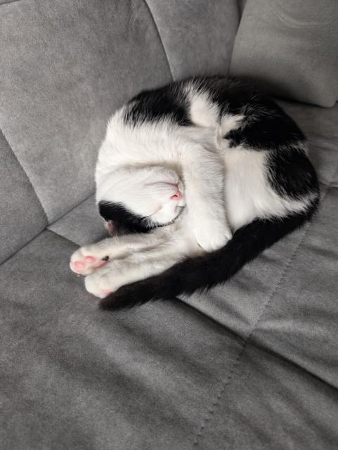 tuxedo cat sleeping