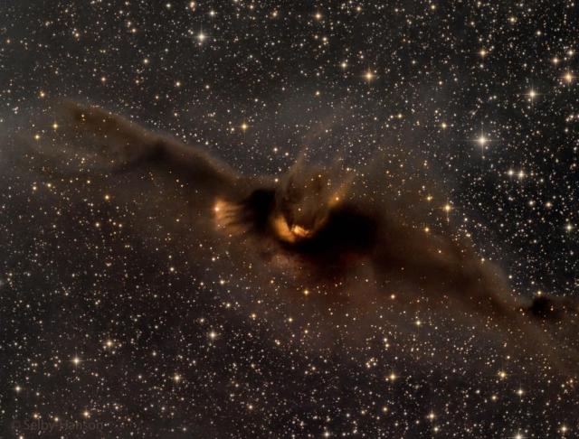 A starfield is shown with a large brown dust nebula in the center. The nebula appears, to some, to be shaped like a bat. One of the stars in the dust nebula even appears to be the eye of the bat.