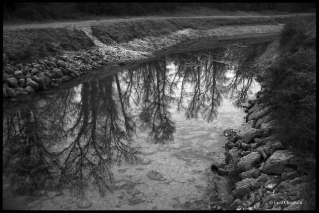 Bare trees are reflected in the low waters of a nearly dried-up canal on the banks of the Ain River. Photo taken with a 35mm camera on black and white negative film.