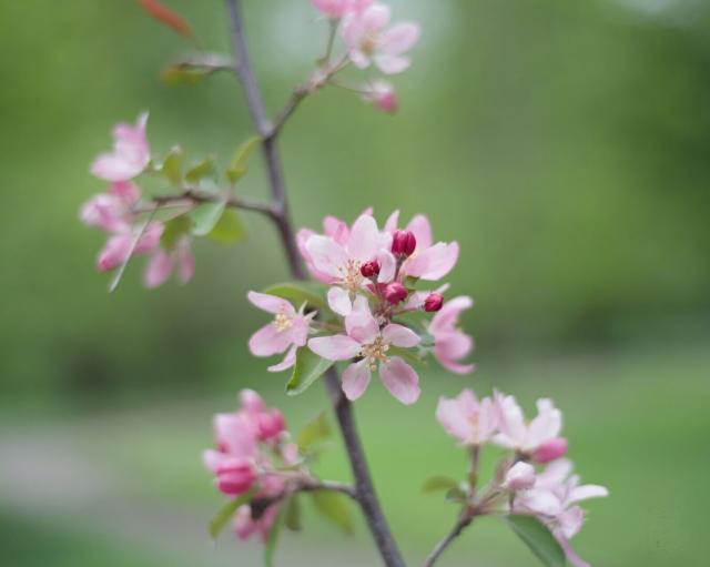 A close-up photo of a plum flowers. There are fully opened pink flowers and dark-pink buds. In the background there is a unfocused branch with more pink flowers (out of focus too). Further the background is an unfocused green spot without any recognizable details.