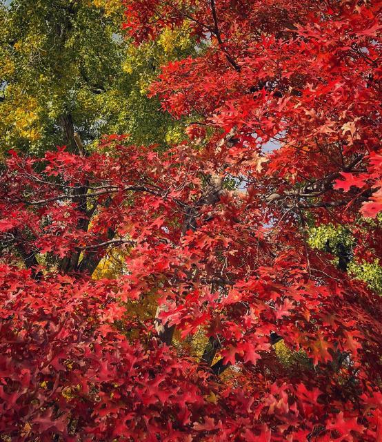 A profusion of bright red leaves on an oak tree, with yellow/green leaves from other trees farther in the background, on an autumn afternoon with filtered sunshine through high clouds.