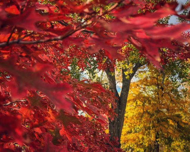 Blurry and focused bright red oak leaves on the left closer to the camera, with the large trunk and yellow leaves from another tree on the right farther in the background, with filtered sunlight passing through the leaves.