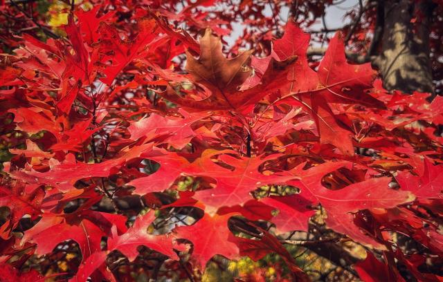 Looking almost edge-on at a branch of an oak tree with a spread of fiery red leaves catching the filtered afternoon sun.