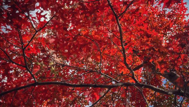 Looking up from below through the canopy of an oak tree, with a multitude of bright, glowing, red oak leaves backlit from the filtered afternoon sun shining through the top of the tree and its branches.