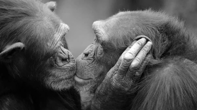 #News: #Study delved into why humans kiss. Turns out it may have evolved from our common #ape ancestors grooming #behaviour #animals #communication. Most apes are #endangered, some critically. Boycott4Wildlife #BoycottPalmOil #COP16 https://cosmosmagazine.com/people/anthropology/kiss-human-ape-ancestor-grooming/ 