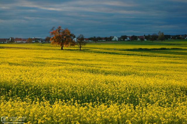 Scene from a sunny autumn afternoon in the southwest-German countryside.