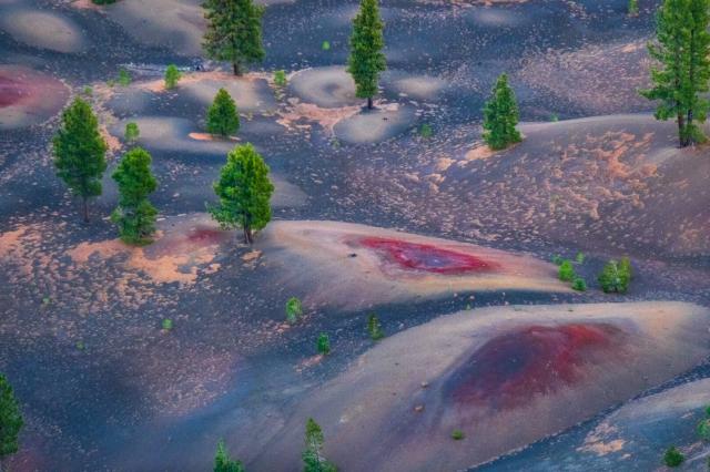 Trees stand amidst red-capped, dirty dunes. [Fuji X-T5 / Tamron 18-300]