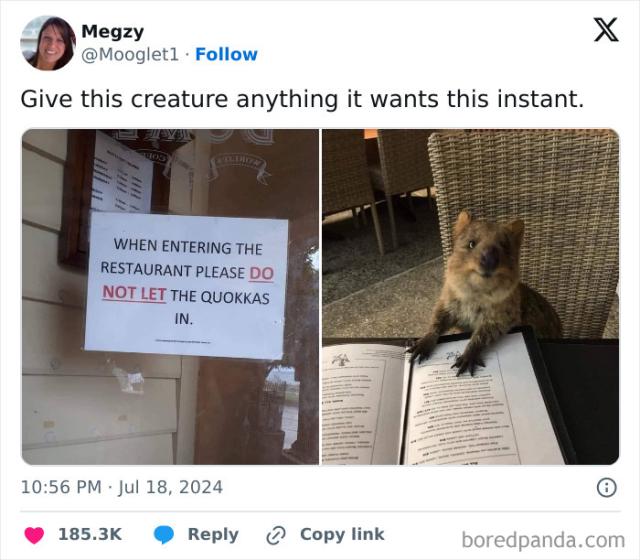 quokka