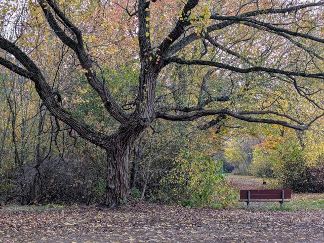 A tree and bench on Toronto's centre island 