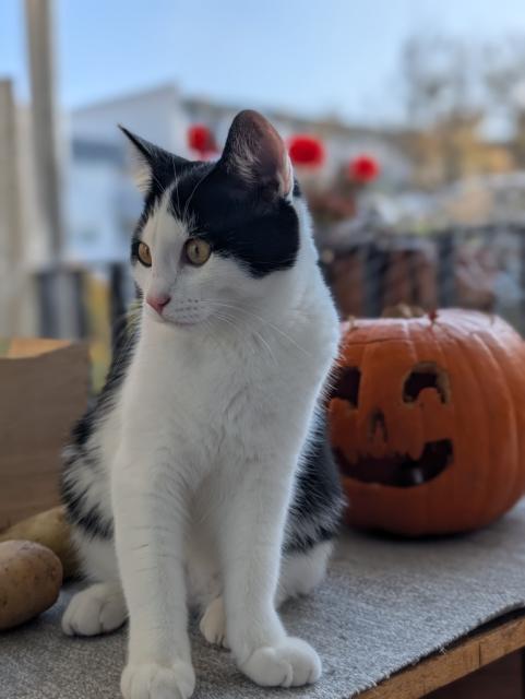 tuxedo cat sitting near a carved Halloween pumpkin