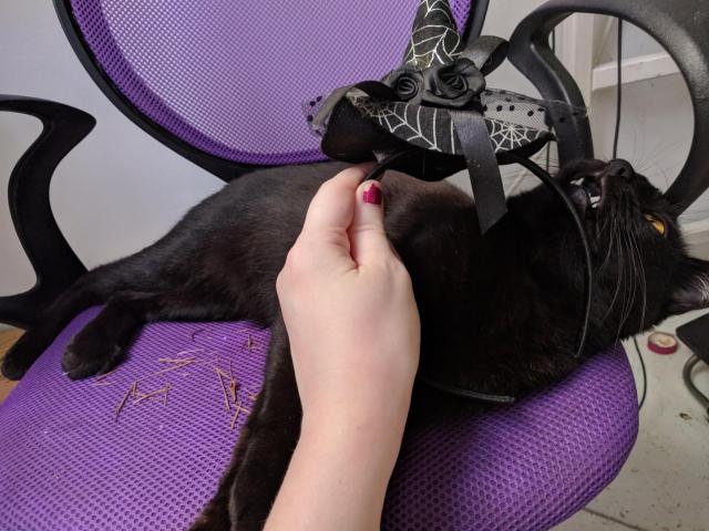 My cat, Formiga, who is a spooky black cat with yellow eyes, refusing to wear a tiny witch hat