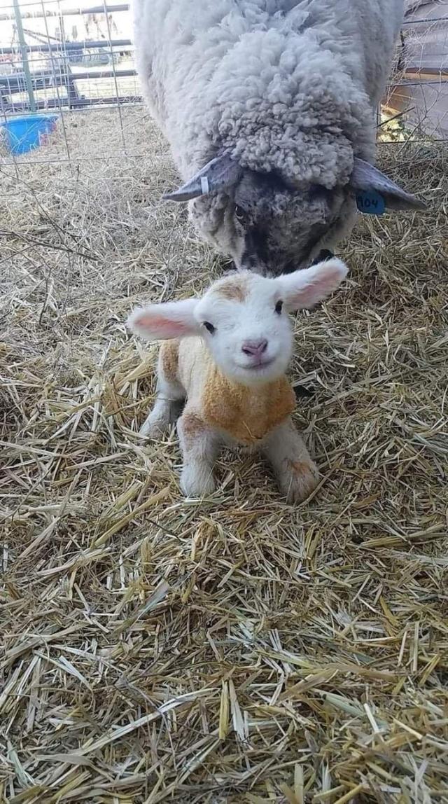 an EXTREMELY cute brand new baby lamb. it looks like it’s smiling and it’s freakin’ adorable 