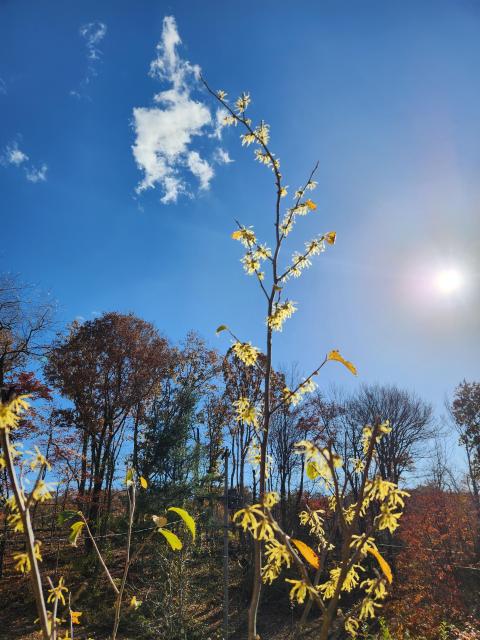 Bright yellow witch hazel blossoms against a blue sky