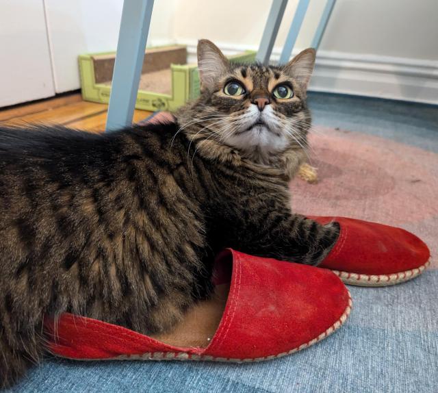 A fluffy tabby cat looks guiltily up from a pair of red sandals she has stuck one of her paws into