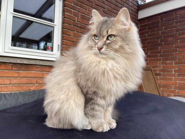 Close-up of a grey Siberian cat sitting on a black bean bag with a red brick wall and a closed window in the background. He is looking to his right, past the camera. His fur is quite fluffy, especially his majestic mane.