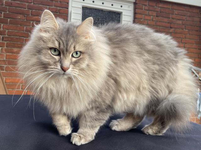 Close-up of a grey Siberian cat standing on a black bean bag with a red brick wall and a closed door with a window in the background. His right front paw is lifted slightly as he is in (slow) motion. His head is turned, looking almost into the camera. His fur is quite fluffy, especially his majestic mane.