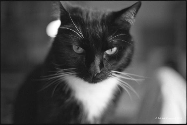 A black and white portrait of Monsieur Léo, my black and white tuxedo cat, on black and white negative film. 