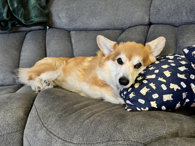 A relaxed Corgi named Saturn lies on a gray couch, resting his head on a patterned pillow. Saturn has a fluffy, tan and white coat and is lounging comfortably on the seat.