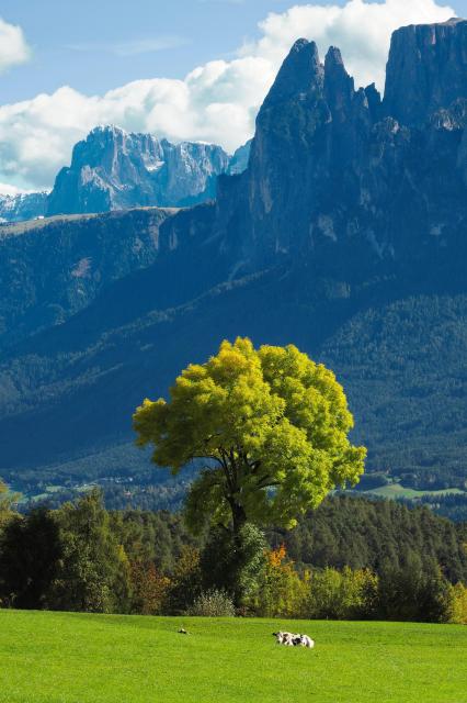 A picturesque featuring a vibrant green field, a large tree with bright green leaves, and a mountain range in the background. Two white cows are lying in the grass, and a small bird is seen nearby. About Half the visible sk is filled with large white clouds. 

The mountain in the foreground is called Schlern, and in the background you find the Langkofel which peaks at 3’181m. Photo taken in October 2024 from Ritten, above Bozen, South Tirol, Italy. 