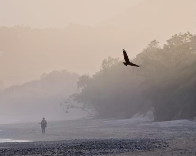 Sea haze lit by the setting sun. Looking along a beach, with low trees to the right, the edge of the water to the left and many rocks and shells on the sand. In the distance, someone stands looking out to see with one arm raised at waist height. Beyond, a low hill, and barely visible in the distance, a tree-covered ridge.

A large bird of prey glides up from the beach toward the upper right corner. It is the darkest, most prominent element in the image