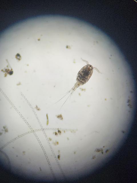 Daphnia near some algae