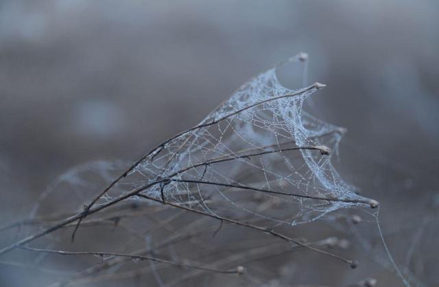 photo of a grey misty morning. Decaying plants swaying in the slight wind. A mass of spiderwebs caught on them white like old women's hair