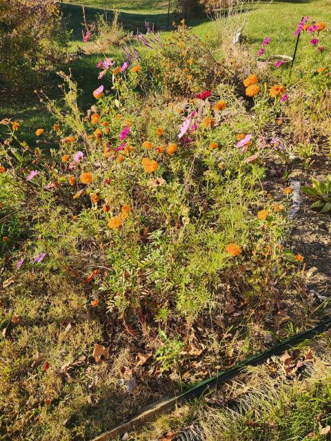 My garden patch of native Virginia flowers. Hues of orange, blue, and pink.