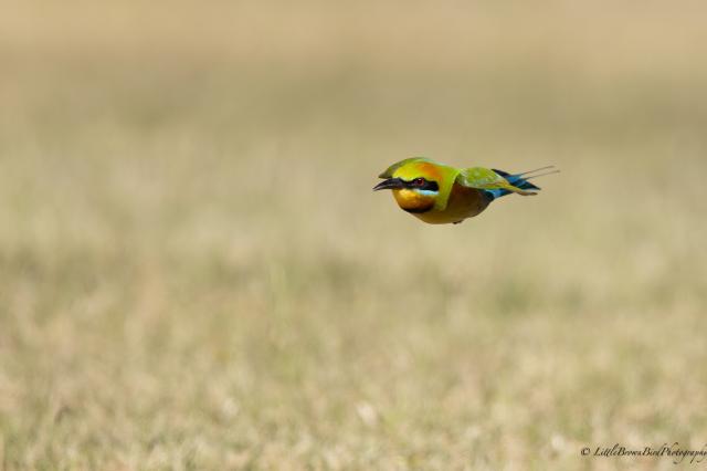 A Rainbow bee-eater flying fast over some dry grass.