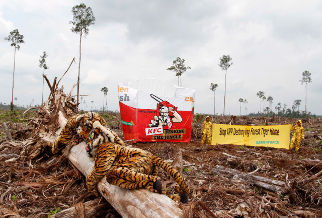 News: The #RSPO has missed an opportunity to make their certification of #palmoil compliant with #EUDR by weakening their stance on #deforestation says @greenpeaceuk #BoycottPalmOil #Boycott4Wildlife    
https://www.greenpeace.org/southeastasia/press/66517/rspo-weakens-standard-on-no-deforestation-misses-opportunity-to-become-compliant-with-incoming-eu-deforestation-regulation/ 