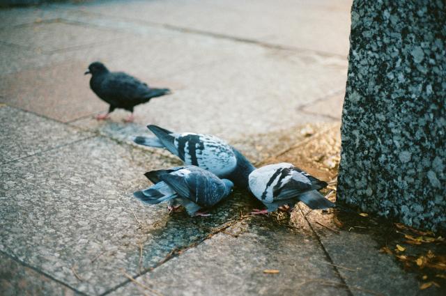 Pigeons drinking from a puddle.
